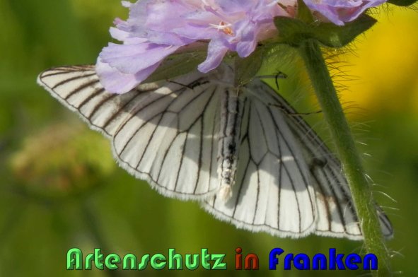 Copyright AiS Albert Meier Bild zum Eintrag (1106628-160)