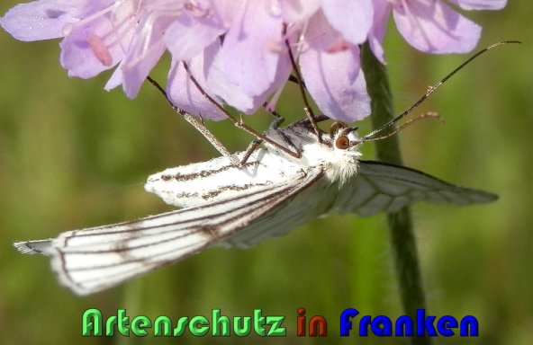 Copyright AiS Albert Meier Bild zum Eintrag (1106629-160)