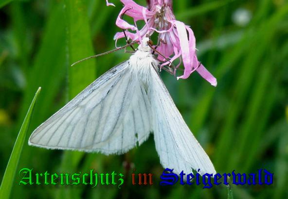 Copyright AiS- Albert Meier Bild zum Eintrag (1106635-160)