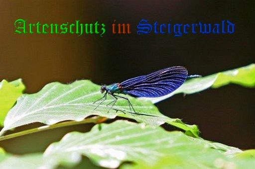 Copyright AiS / Günter Neuberger Bild zum Eintrag (1106643-160)
