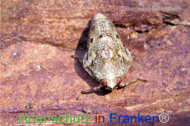 © Artenschutz in Franken® / Bernhard Schmalisch Bild zum Eintrag (1106653-160)