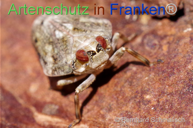 © Artenschutz in Franken® / Bernhard Schmalisch Bild zum Eintrag (1106654-160)