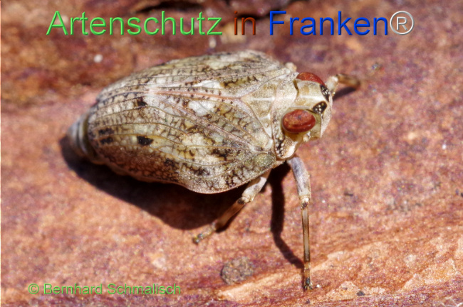 © Artenschutz in Franken® / Bernhard Schmalisch Bild zum Eintrag (1106655-160)