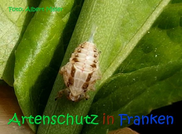 Copyright AiS Albert Meier Bild zum Eintrag (1106657-160)