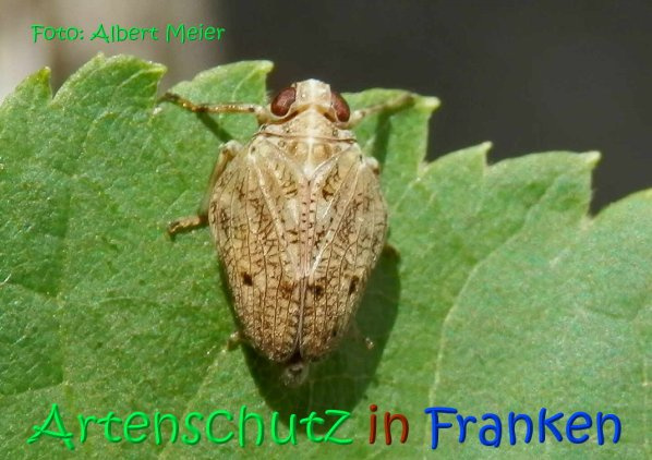© Artenschutz in Franken® / Bernhard Schmalisch Bild zum Eintrag (1106661-160)