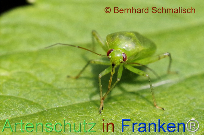 Bild zum Eintrag (1106710-160)
