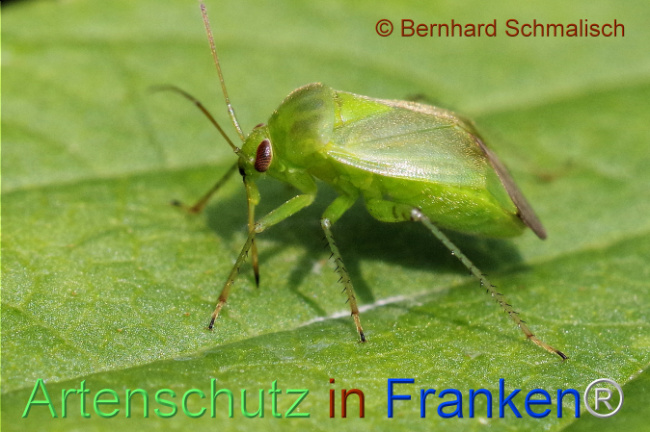 Bild zum Eintrag (1106711-160)