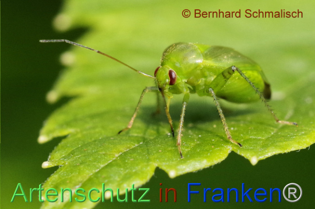 Bild zum Eintrag (1106713-160)