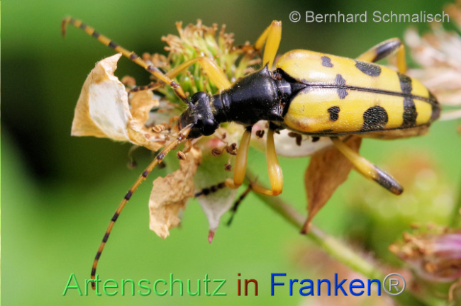 © Artenschutz in Franken® / Bernhard Schmalisch Bild zum Eintrag (1106765-160)