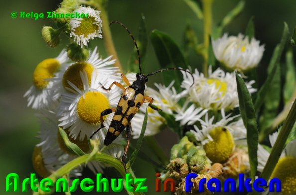 Bild zum Eintrag (1106769-160)