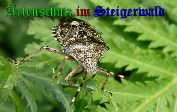 Copyright AiS / 2009 Albert Meier Bild zum Eintrag (1106960-160)