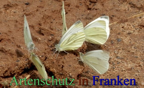 Copyright AiS- Albert Meier Bild zum Eintrag (1107093-160)