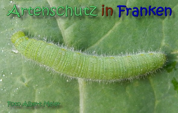 Copyright AiS Albert Meier Bild zum Eintrag (1107100-160)