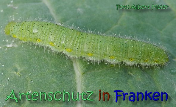 Copyright AiS Albert Meier Bild zum Eintrag (1107101-160)