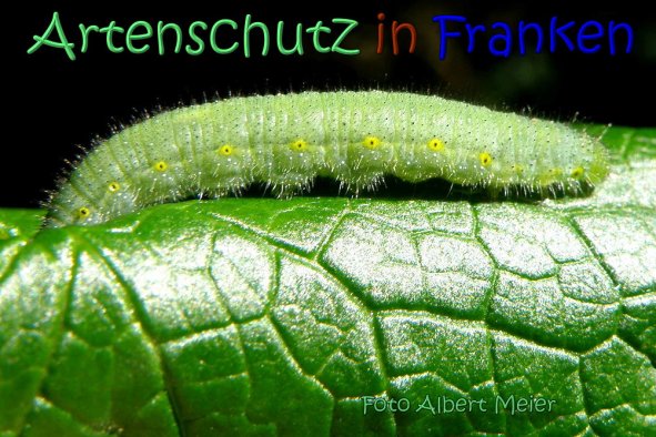 Copyright AiS Albert Meier Bild zum Eintrag (1107102-160)
