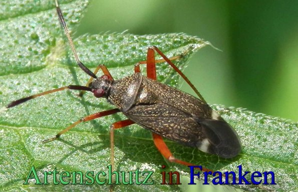 Bild zum Eintrag (1107155-160)