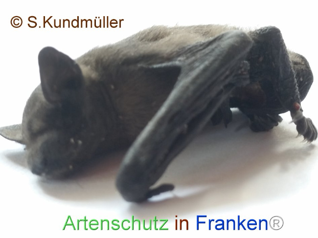 © Artenschutz in Franken® Bild zum Eintrag (1107193-160)