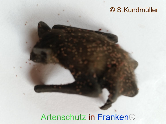 © Artenschutz in Franken® Bild zum Eintrag (1107197-160)