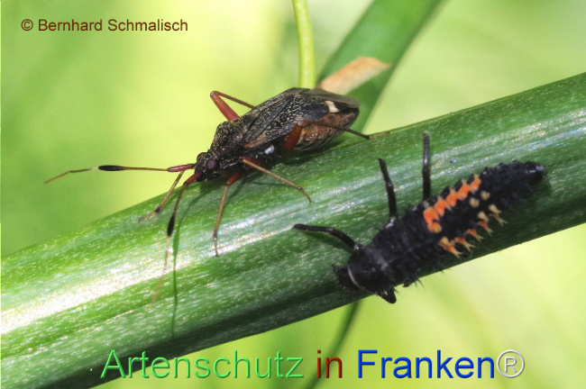© Artenschutz in Franken® / Bernhard Schmalisch Bild zum Eintrag (1107205-160)