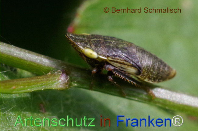 © Artenschutz in Franken® / Bernhard Schmalisch Bild zum Eintrag (1107214-160)