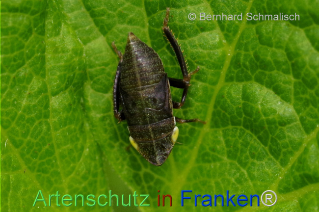© Artenschutz in Franken® / Bernhard Schmalisch Bild zum Eintrag (1107218-160)