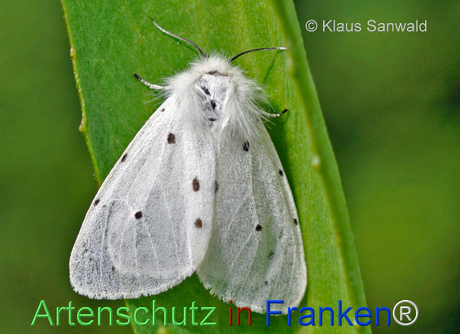 © Artenschutz in Franken® / Klaus Sanwald Bild zum Eintrag (1107223-160)