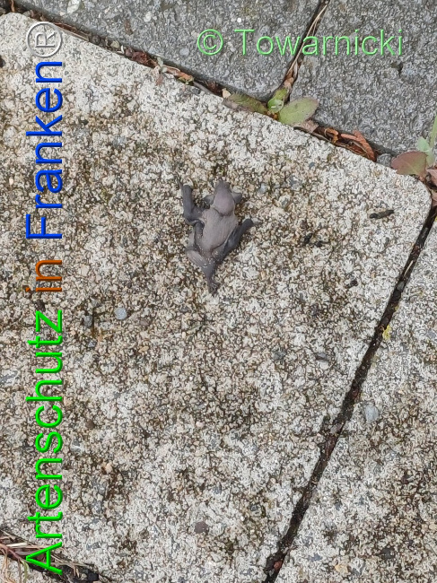 © Artenschutz in Franken® / Towarnicki Bild zum Eintrag (1107282-160)