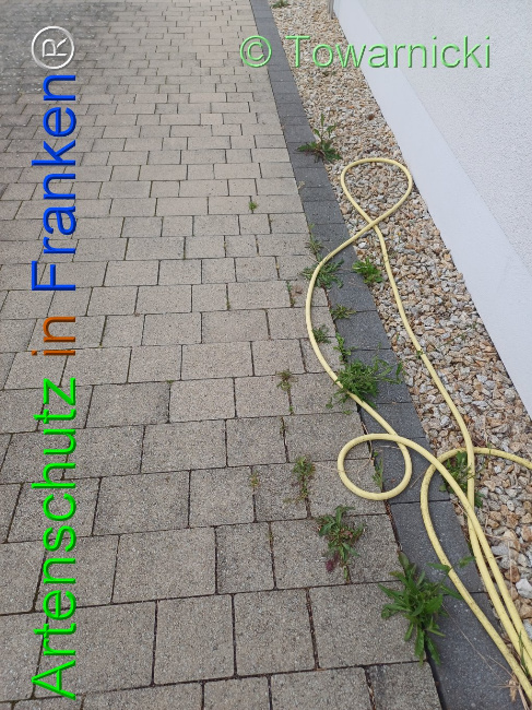 © Artenschutz in Franken® / Towarnicki Bild zum Eintrag (1107284-160)