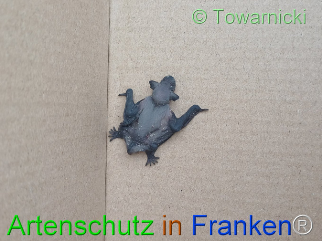 © Artenschutz in Franken® / Towarnicki Bild zum Eintrag (1107290-160)
