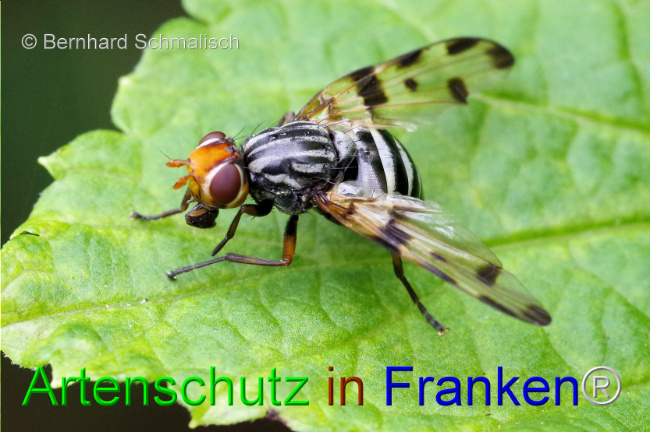 Bild zum Eintrag (1107329-160)