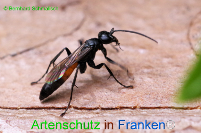 Bild zum Eintrag (1107380-160)