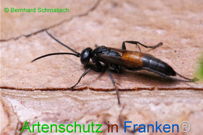 © Artenschutz in Franken® / Bernhard Schmalisch Bild zum Eintrag (1107383-160)