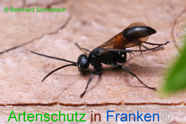 © Artenschutz in Franken® / Bernhard Schmalisch Bild zum Eintrag (1107384-160)
