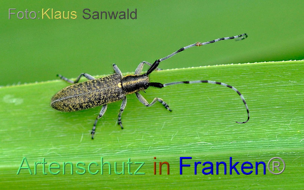 Copyright AiF / Klaus Sanwald Bild zum Eintrag (1107429-160)