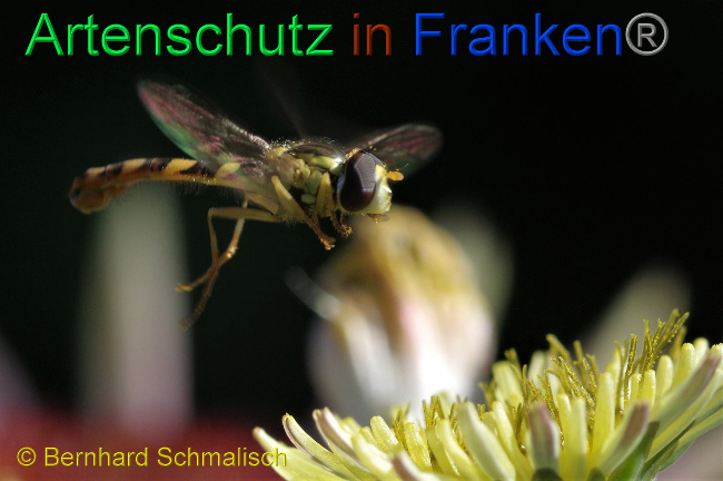 © Artenschutz in Franken® / Bernhard Schmalisch Bild zum Eintrag (1107436-160)