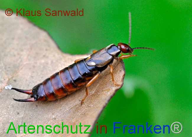 Bild zum Eintrag (1107443-160)