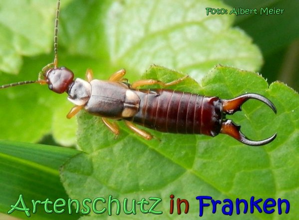 Copyright AiS Albert Meier Bild zum Eintrag (1107450-160)