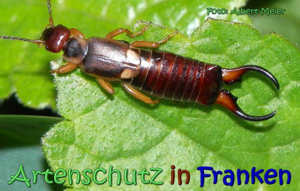 Copyright AiS Albert Meier Bild zum Eintrag (1107452-160)