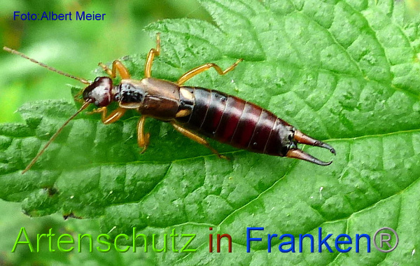 Copyright AiF - Albert Meier Bild zum Eintrag (1107453-160)