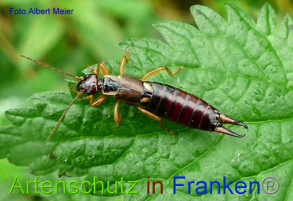 Copyright AiF - Albert Meier Bild zum Eintrag (1107454-160)