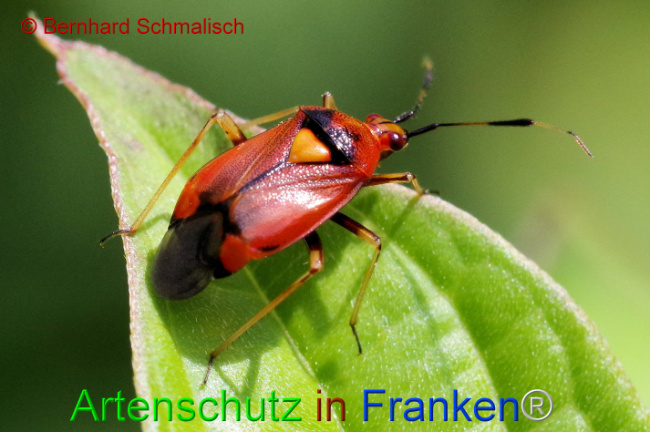 © Artenschutz in Franken® / Bernhard Schmalisch Bild zum Eintrag (1107491-160)