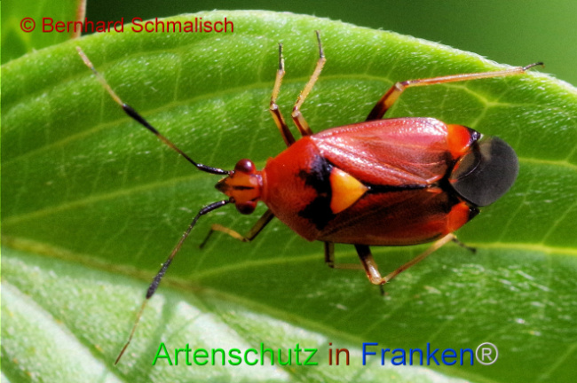© Artenschutz in Franken® / Bernhard Schmalisch Bild zum Eintrag (1107494-160)