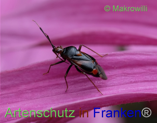 © Artenschutz in Franken® / Makrowilli Bild zum Eintrag (1107495-160)