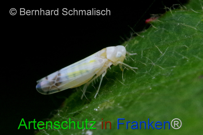 © Artenschutz in Franken® / Bernhard Schmalisch Bild zum Eintrag (1107502-160)