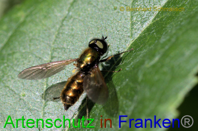 © Artenschutz in Franken® / Bernhard Schmalisch Bild zum Eintrag (1107513-160)