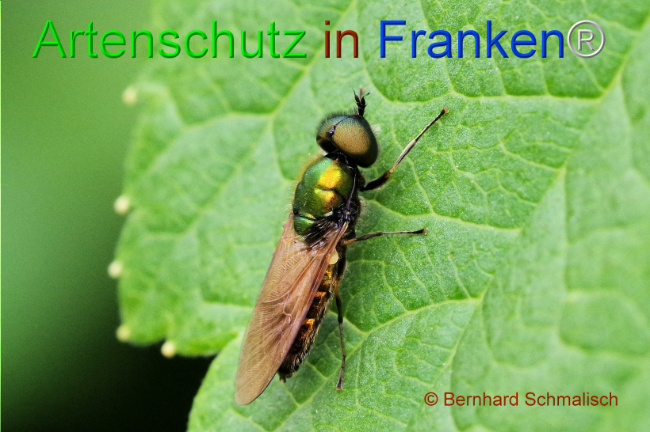 © Artenschutz in Franken® / Bernhard Schmalisch Bild zum Eintrag (1107519-160)