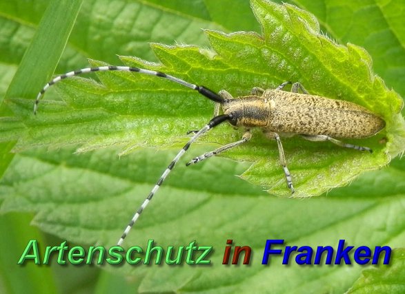 Copyright AiS- Albert Meier Bild zum Eintrag (1107546-160)