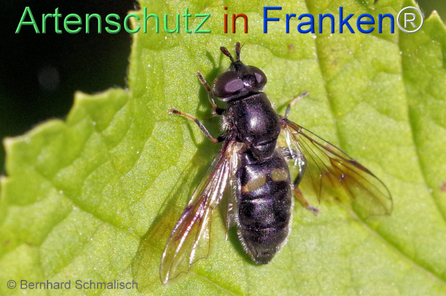 © Artenschutz in Franken® / Bernhard Schmalisch Bild zum Eintrag (1107590-160)