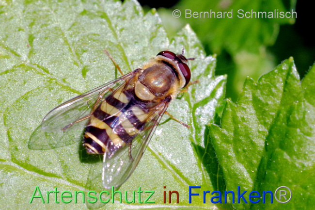 © Artenschutz in Franken® / Bernhard Schmalisch Bild zum Eintrag (1107592-160)
