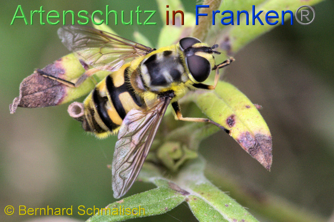 Bild zum Eintrag (1107593-160)